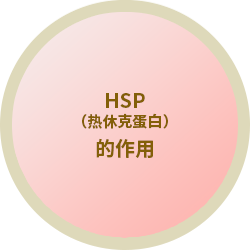 HSP（热休克蛋白）的作用
